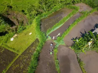 Illustration: An aerial view of farmers plowing flooded rice terraces with hand tractors.