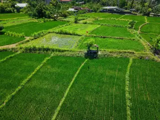 Illustration: An aerial view of lush green rice paddy fields divided into plots.