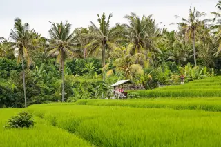 Archive photo: Tabanan Regency, Bali, Indonesia: A rice farmer's hut and a balinese shrine inmiddle of his paddy.