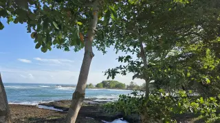 Illustration: Coastal trees overlooking a rocky tropical shoreline and ocean waves under a blue sky.