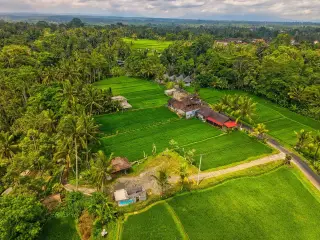 Illustration: Aerial view of buildings and paths nestled among lush green rice fields and palm trees.