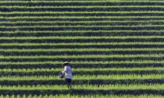 Archive photo: Tabanan Regency, Bali, Indonesia: A rice farmer is looking after his paddy.