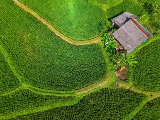 Illustration: An aerial view of lush green rice terraces with a small hut.