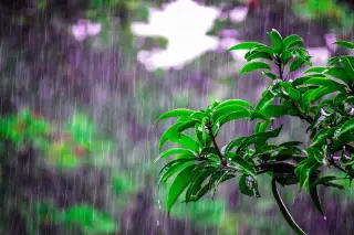 Illustration: Green leaves drenched in heavy rain against a soft, blurred background.