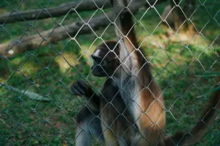 Illustration: A monkey hangs inside an enclosure behind a wire mesh fence.