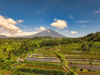 Illustration: Green terraced rice fields under a blue sky with a volcano in the background.