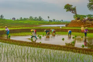 Illustration: Several farmers wearing conical hats work in flooded terraced rice fields.