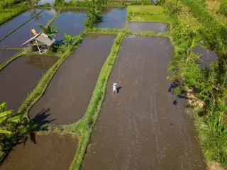 Illustration: An aerial view of flooded rice paddies with a farmer standing in the mud.