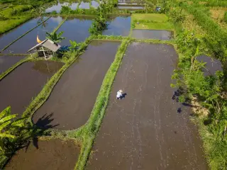 Illustration: An aerial view of flooded rice paddies with a farmer working in the field.