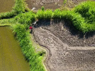 Illustration: An aerial view of a farmer plowing a muddy rice field with a hand tractor.
