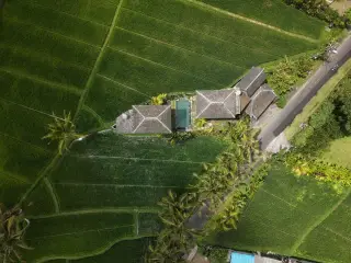 Illustration: Aerial view of a villa with a swimming pool situated directly amid vast green rice fields.