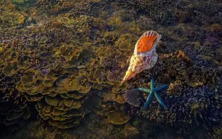 Illustration: A large seashell and a blue starfish rest on a shallow coral reef underwater.