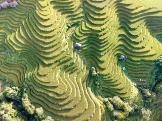 Illustration: An aerial view of curved green terraced rice fields on a hillside.