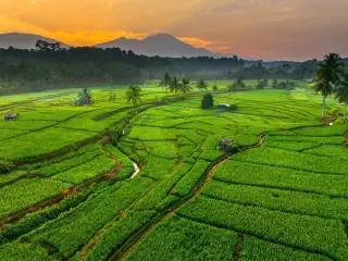 Illustration: An aerial view of green rice fields and hills during sunset.
