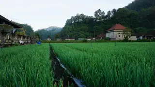 Archive photo: Pemandangan di Desa Songan, Kintamani.