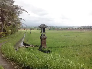 Archive photo: Foto diambil di sawah desa Gadungan, selemadeg timur, tabanan, bali.