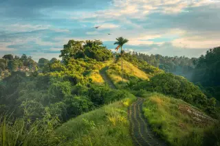 Illustration: A stone pathway runs along a lush green ridge surrounded by tropical trees under a morning sky.