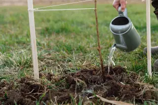 Illustration: A hand pours water from a watering can onto a newly planted young sapling supported by stakes.