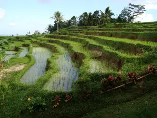Archive photo: Rice terraces in Jatiluwih, Tabanan Regency, Bali, Indonesia.
