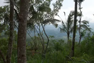 Archive photo: Tropical forest/jungle on the northwestern slopes of Mount Lempuyang in Bali.