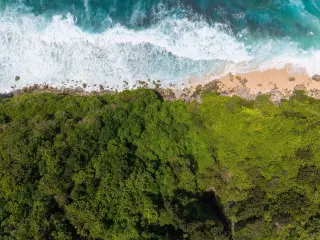 Illustration: Aerial view of green coastal forest meeting breaking waves on a rocky shoreline.