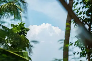 Illustration: Fluffy white cumulus clouds visible in a blue sky framed by tropical palm leaves.