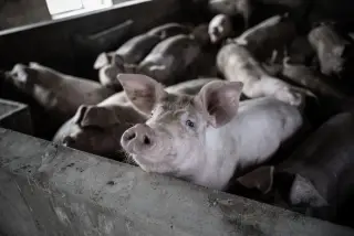 Illustration: Several pigs inside a concrete pen, with one pig looking up over the wall.