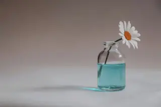 Illustration: A single daisy in a small glass bottle with light blue liquid against a plain neutral background.