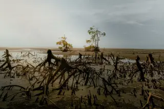 Illustration: Exposed mangrove roots and trees in a coastal wetland at low tide under an overcast sky.