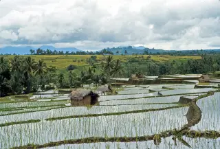 Archive photo: 080 Nr Klungkung, Bali 1971.