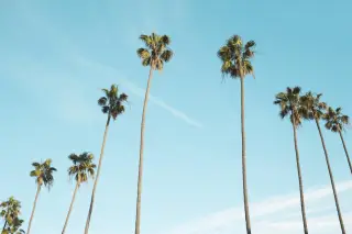 Illustration: Tall palm trees stand in a row against a clear light blue sky.