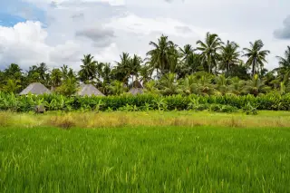 Illustration: Lush green rice fields with traditional Balinese rooftops and palm trees in the background.
