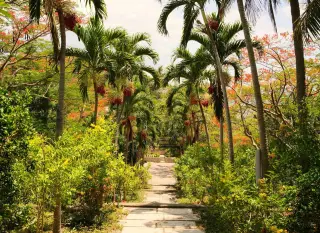 Illustration: A stone pathway descends through a lush tropical garden lined with palm trees and blooming shrubs.