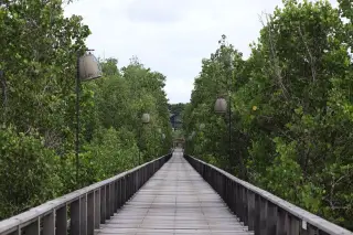 Study highlights support and ecotourism value in Ngurah Rai mangrove park