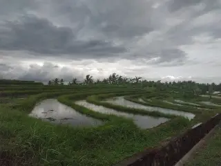 Archive photo: Traditional Balinese rice paddy structure at Tabanan Regancy, which was developed in the 9th century as name Subak.