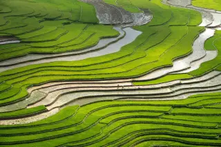 Illustration: Elevated view of curving green terraced rice fields with tiny figures walking along a ridge.