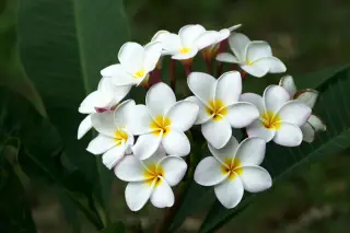 Illustration: White frangipani blossoms with yellow centers blooming against green foliage.