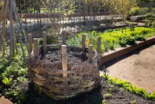 Illustration: A woven compost structure filled with soil in an outdoor garden bed with green plants.
