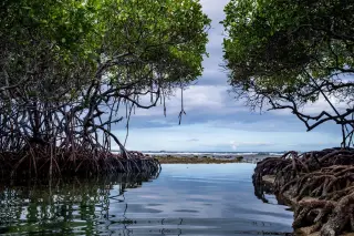 Illustration: Mangrove trees with tangled roots framing a calm coastal lagoon under a cloudy sky.