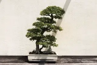 Illustration: A styled bonsai tree in a ceramic pot placed against an off-white textured wall.