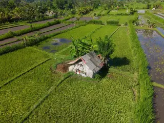 Illustration: An aerial view of green rice paddies with a small rustic hut in the center.