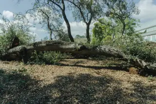 Illustration: A large fallen tree trunk lies horizontally across dry leaves in a park or garden.