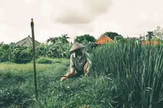 Illustration: A farmer in a conical hat cuts grass with a sickle in a lush green agricultural field.