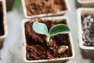 Illustration: A green sprout with two leaves grows in a small biodegradable cardboard pot filled with soil.