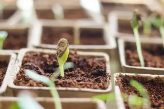 Illustration: A green seedling emerges from rich soil in a small biodegradable planting pot.