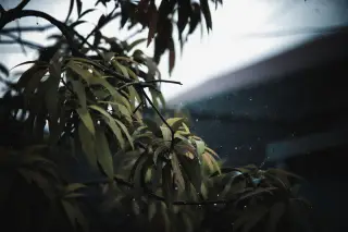 Illustration: Green leaves on tree branches glistening with raindrops under an overcast sky.