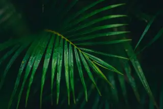 Illustration: Close-up of wet green palm leaves covered with raindrops.