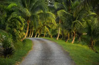 Illustration: An empty asphalt road curves through lush tropical palm trees.