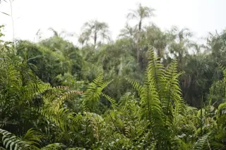 Illustration: Green ferns and tropical trees during a rain shower.