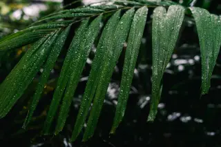 Illustration: Close-up of vibrant green palm fronds covered in fresh raindrops.